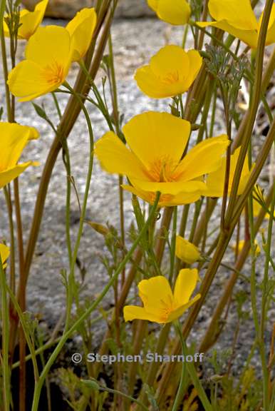 eschscholzia caespitosa 2 graphic